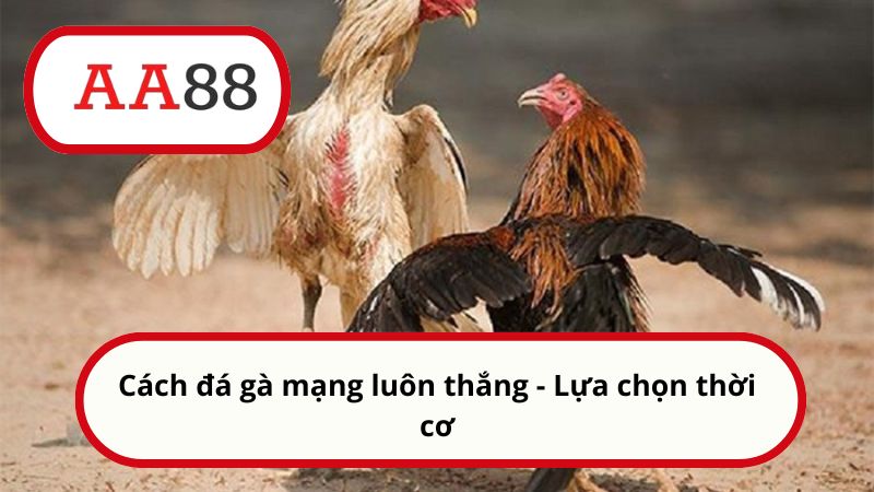 Cách đá gà mạng luôn thắng - Mẹo chơi hiệu quả cùng AA88 4 Cách đá gà mạng luôn thắng - Lựa chọn thời cơ