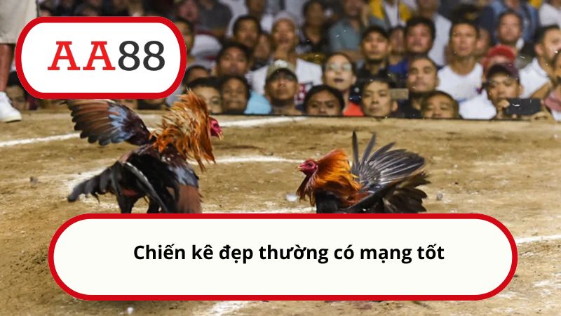 Cách xem màu mạng gà chọi của AA88: Chọn chiến kê bất bại 2 Chiến kê đẹp thường có mạng tốt