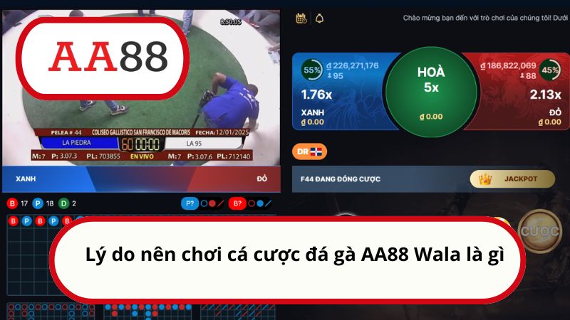 Wala là gì? Cách cược kèo chuẩn xác từ A đến Z cho newbie 2 Lý do nên chơi cá cược đá gà AA88 Wala là gì